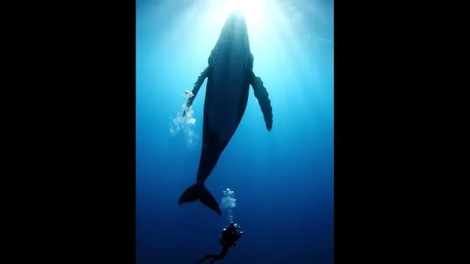 爱情真善美40集 - 深蓝星球：探索海洋深处的未知世界